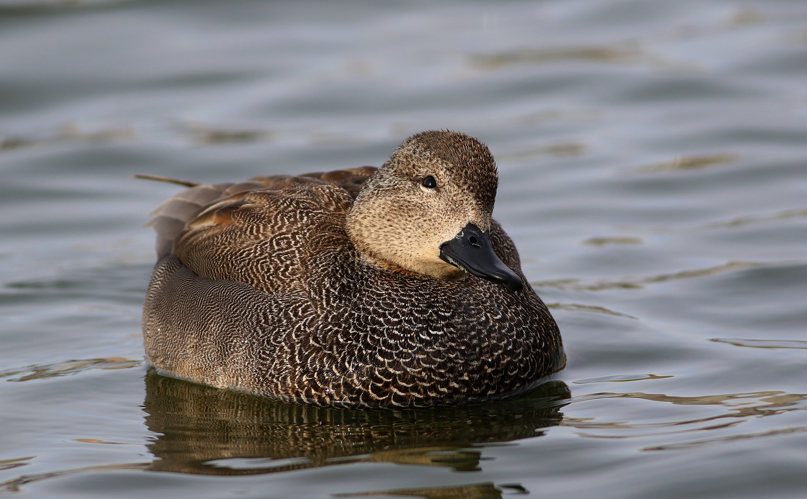 Gadwall